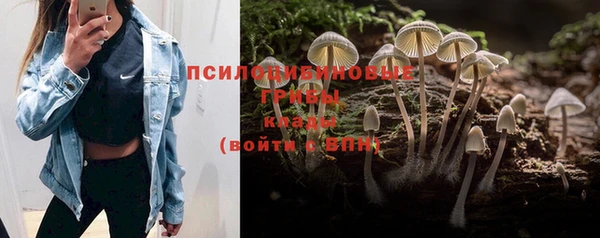 крисы Алзамай